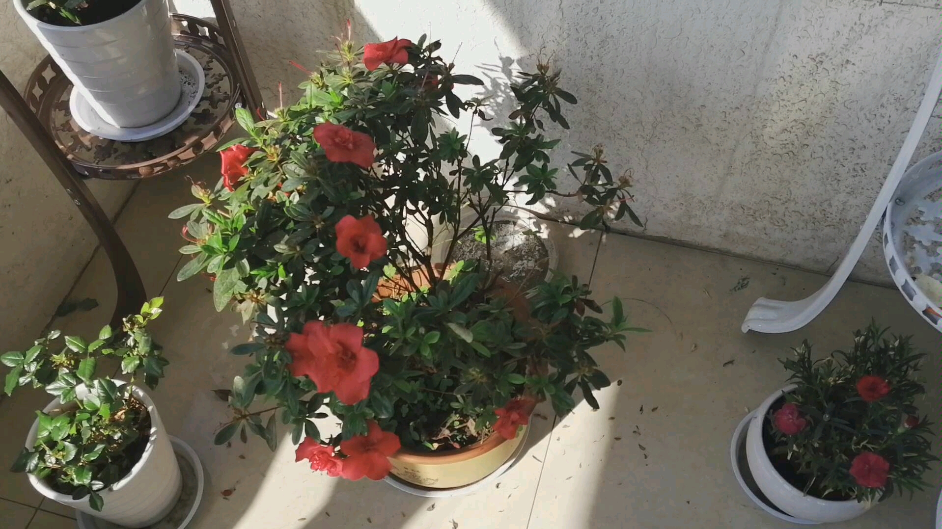 杜鹃花花期及时浇水,花会开得很鲜艳