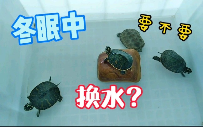 冬眠中的乌龟要不要换水他们顺利过冬的最重要因素是什么