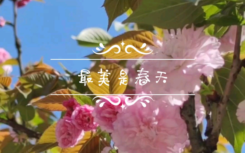 又到芳年赏樱季,云蒸霞蔚遍飞花.哔哩哔哩bilibili