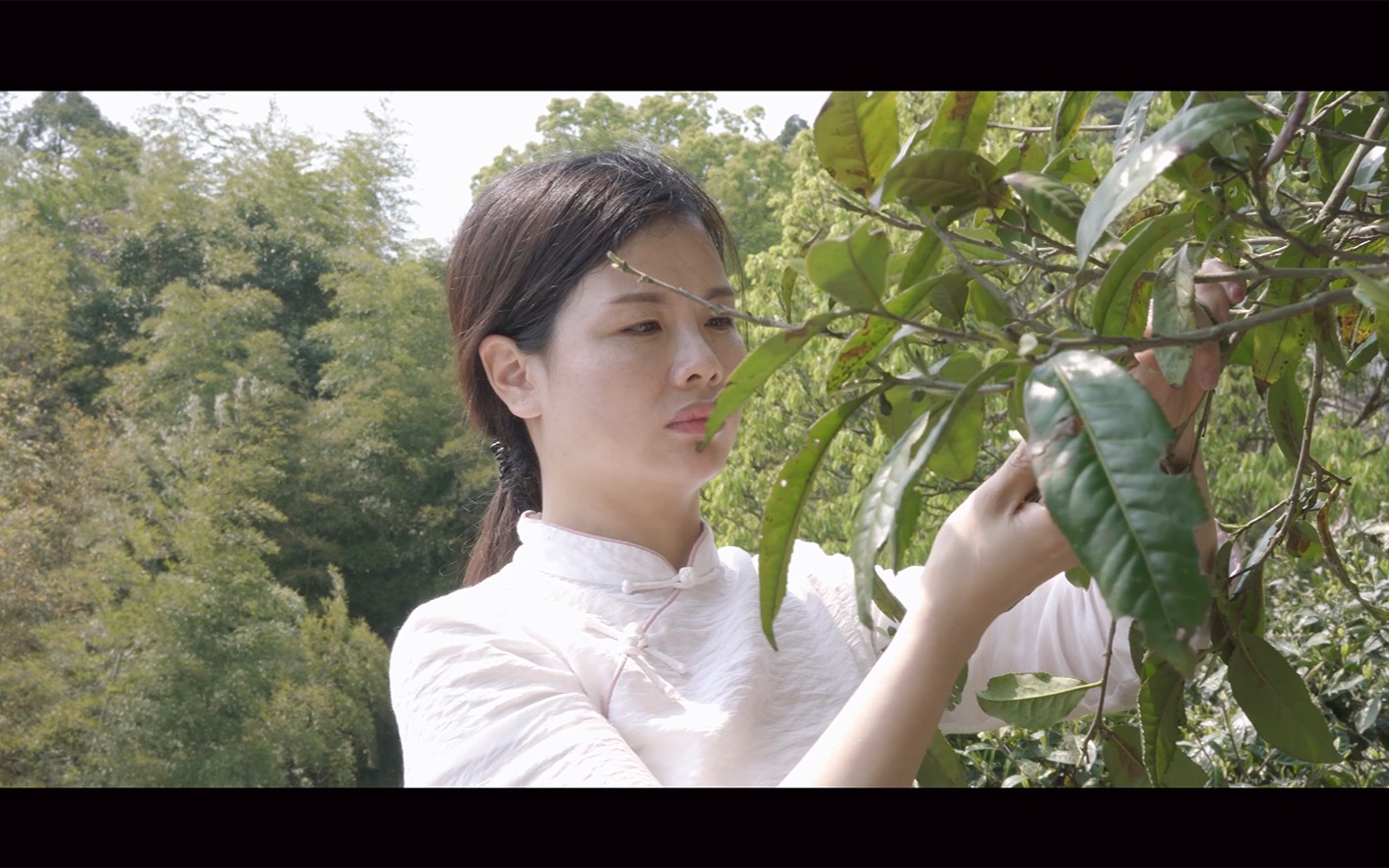 [图]寻茶问道之福鼎篇：太姥山寻茶记