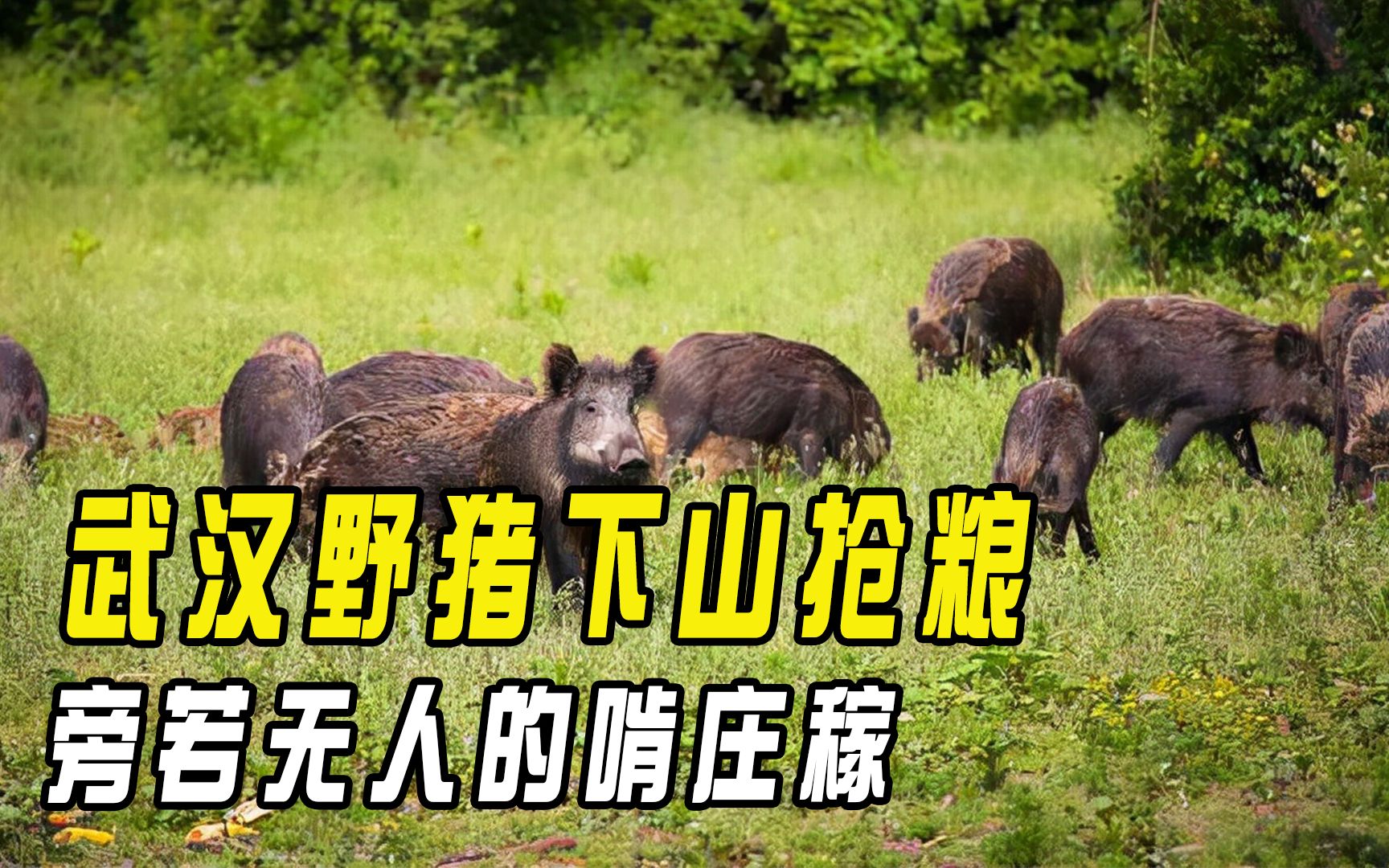 武汉野猪下山抢粮,浩荡进村抢庄稼,村民愤怒又无奈