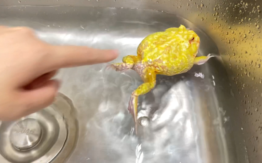 蛋黄角蛙〗蛙泳