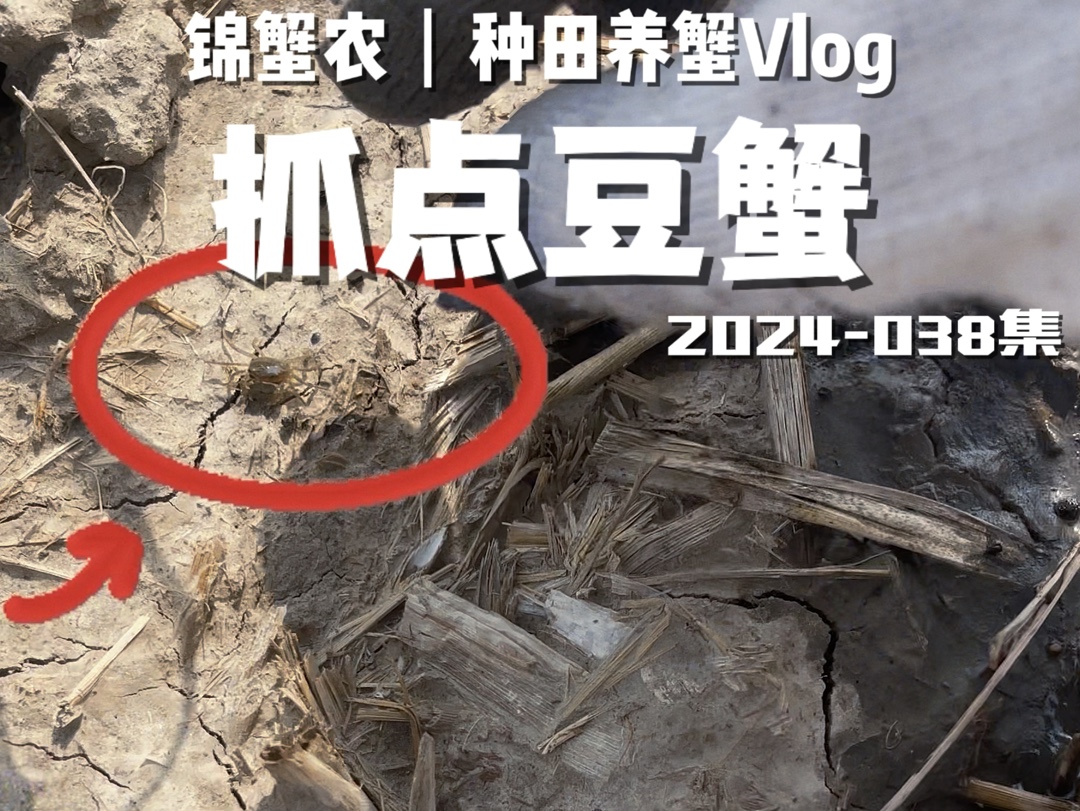 【锦蟹农】2024038|我在盘锦稻田养河蟹Vlog: 抓点豆蟹当宠物.哔哩哔哩bilibili