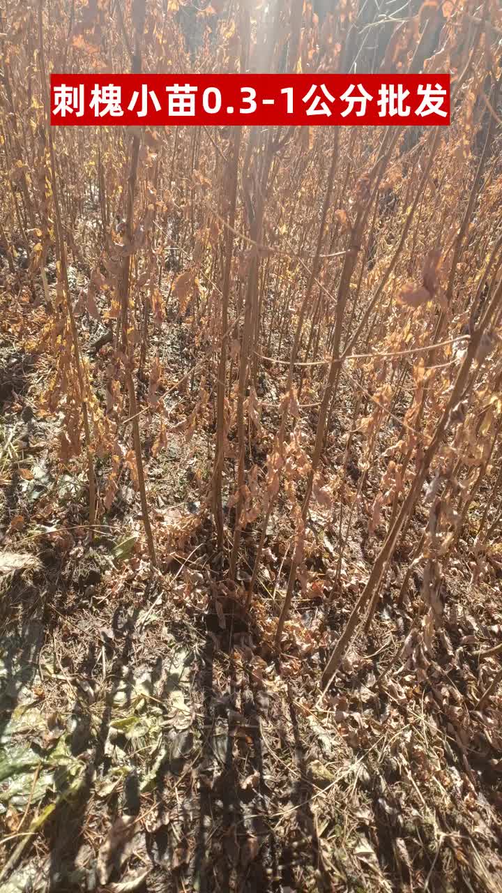 陕西刺槐苗种植基地 #湖南刺槐苗 #内蒙古刺槐苗 #江苏刺槐苗 #湖北