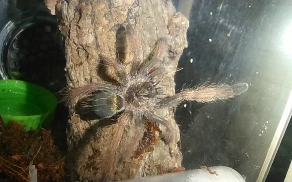 捕鸟蛛安顿好后吃到第一只面包虫高兴得手舞足蹈的巴拿马黄金