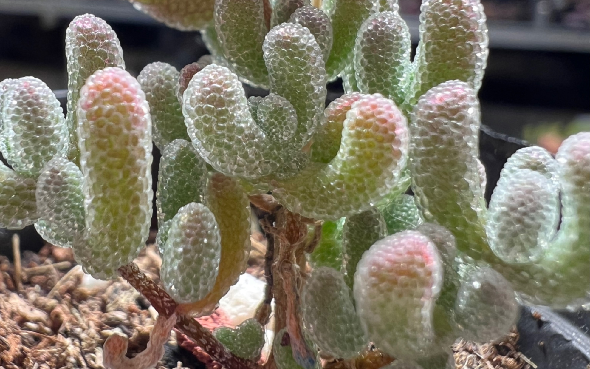 打包枝干番杏 冰晶 米粒