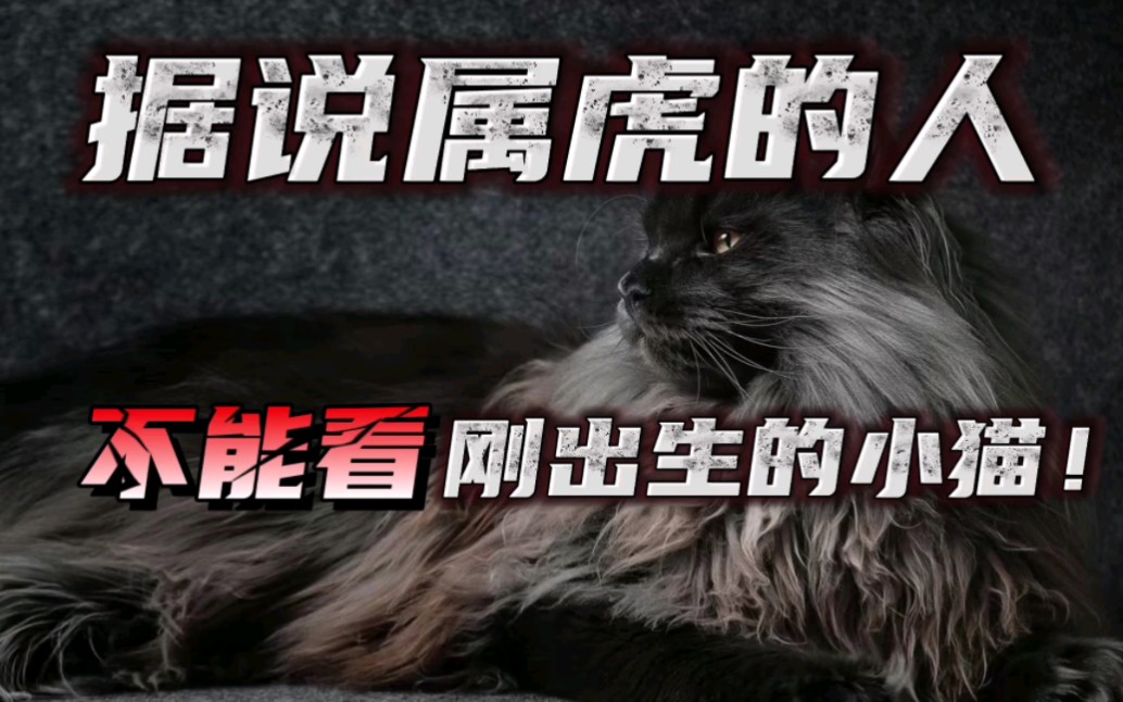 [图]【奇闻奇事】母猫生了小猫之后，属虎的人不能去看？