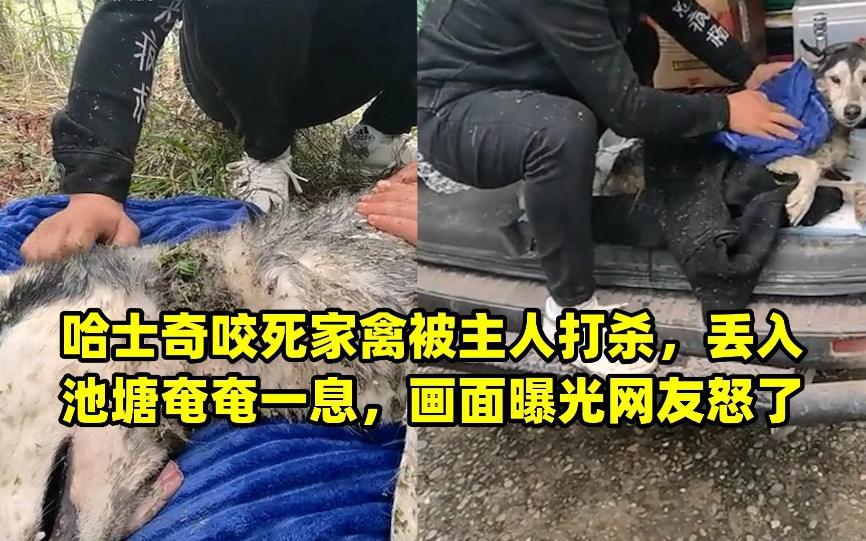 哈士奇咬死家禽被主人打杀,丢入池塘奄奄一息,画面曝光网友怒了