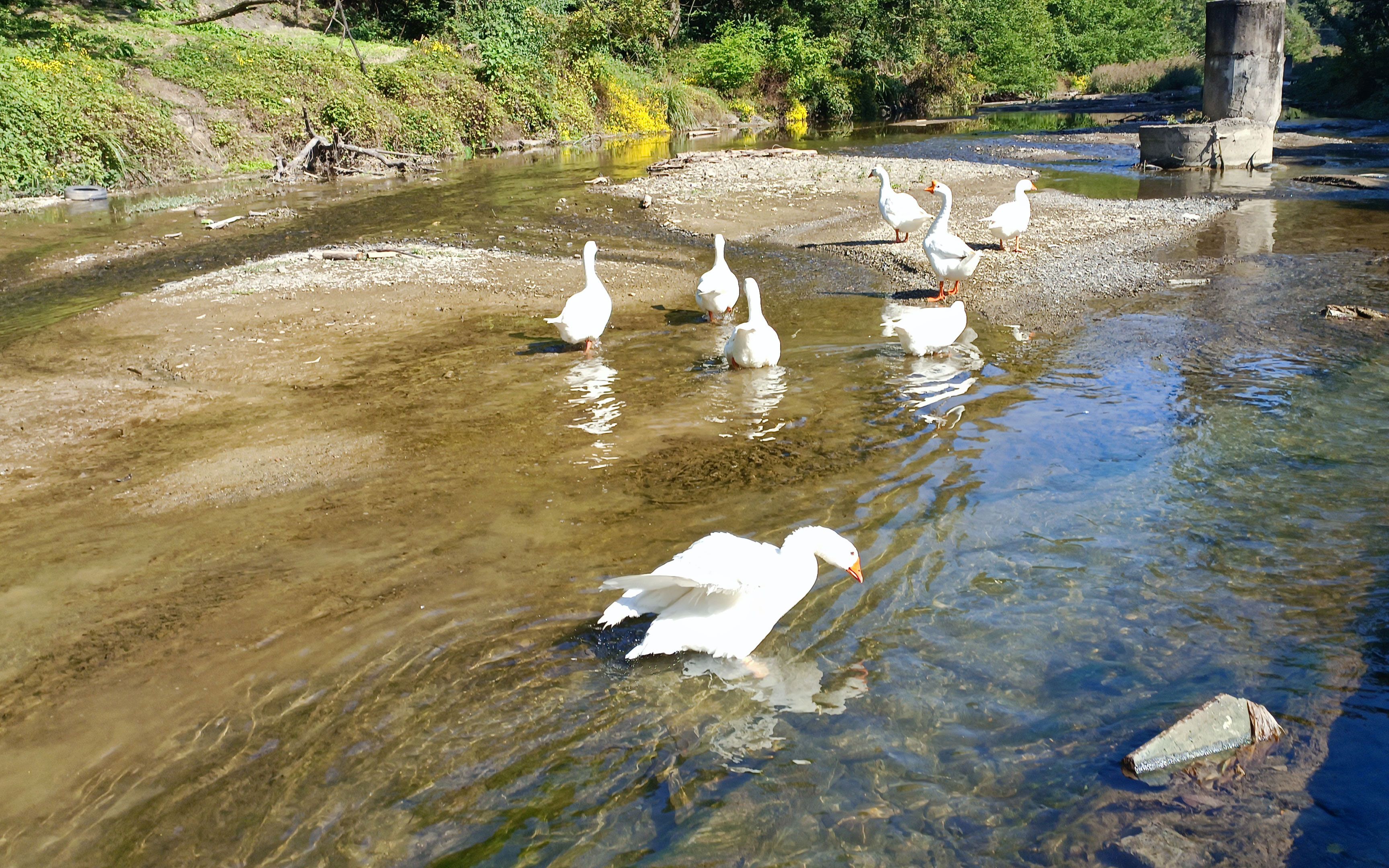 白毛浮绿水,大鹅在洗澡