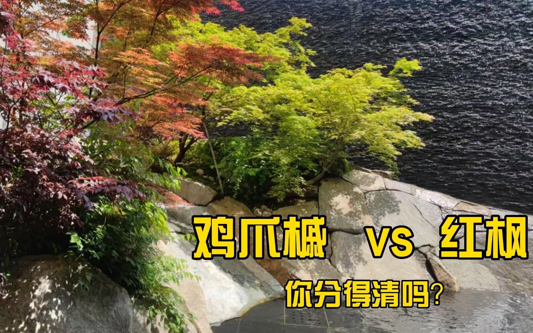 红枫VS鸡爪槭VS羽毛枫你分得清吗?|园林设计植物哔哩哔哩bilibili