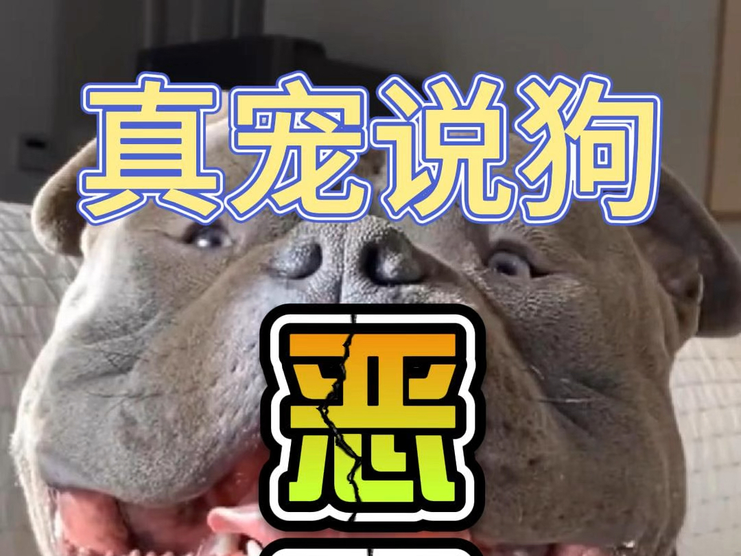 犬届反差萌,恶霸犬,拥有着最霸气的名字和最拉胯的战斗力!哔哩哔哩bilibili