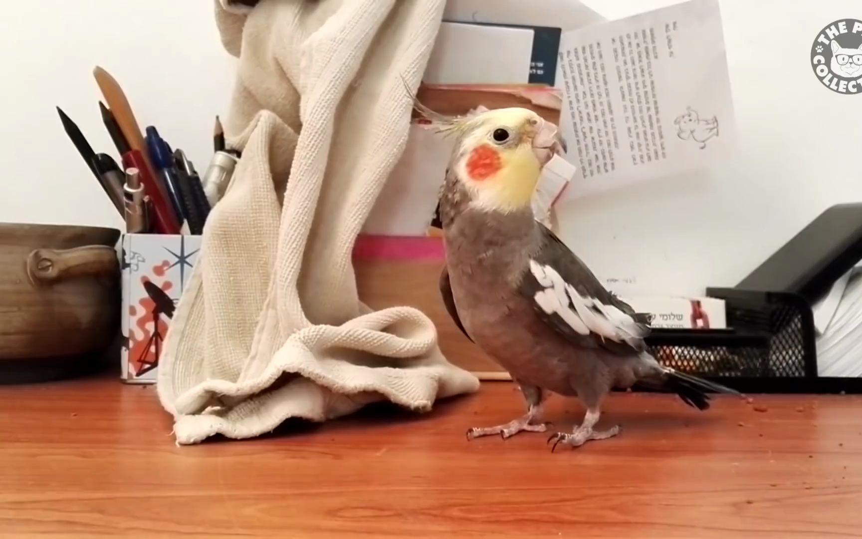 鳥中歌王 玄鳳鸚鵡唱歌合集