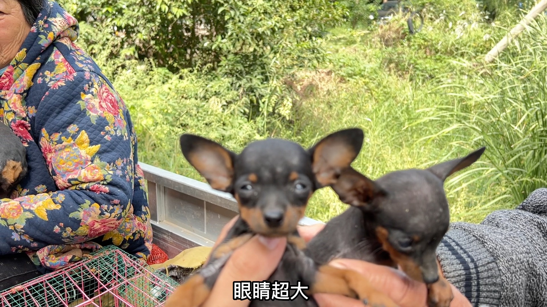 茶杯体的小鹿犬你看漂亮不哔哩哔哩bilibili