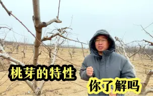 Descargar video: 桃树芽的特性，3分钟带你了解，原来是这样，涨知识了