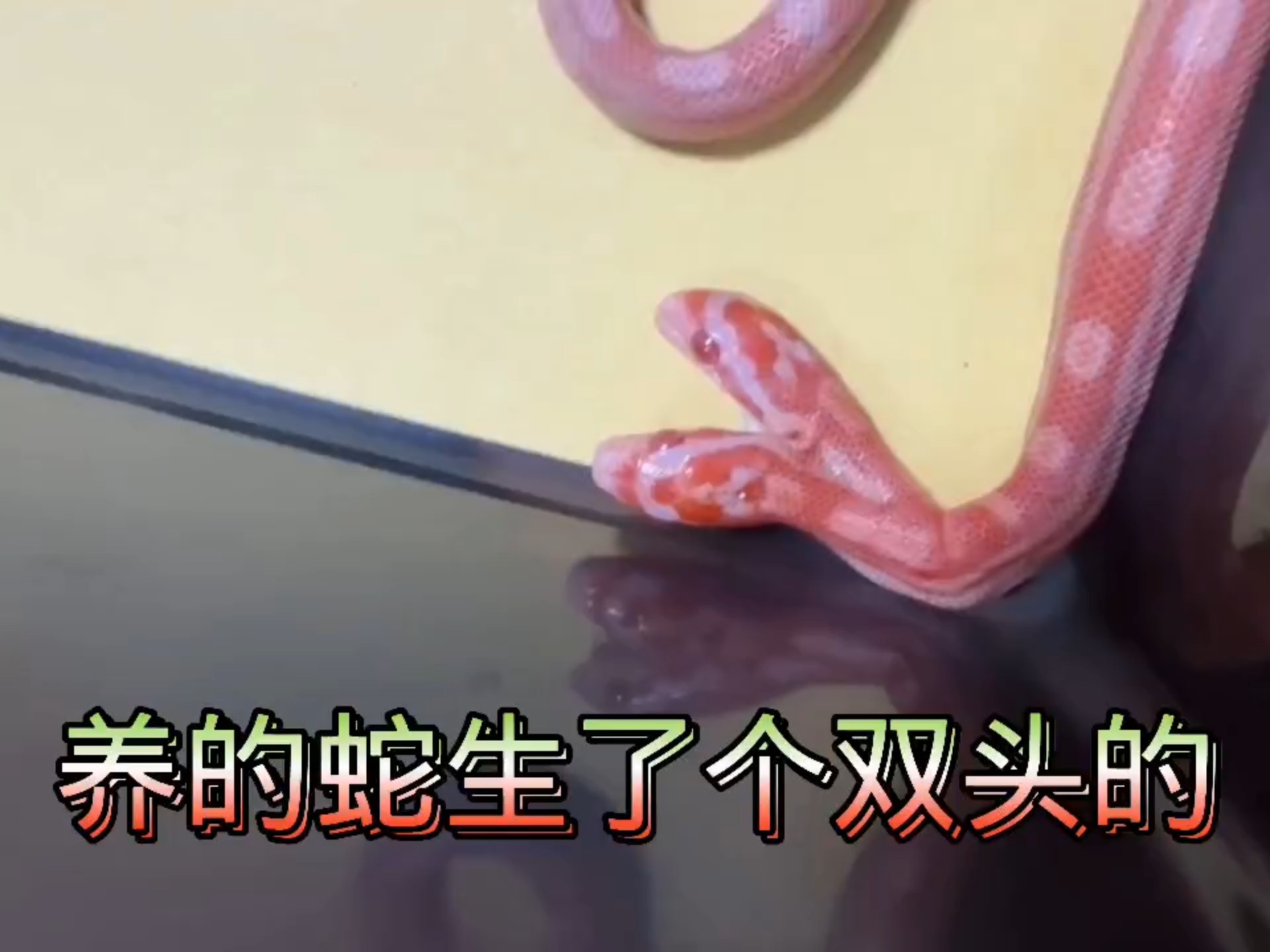 你敢相信吗:宠物蛇竟然生出来个双头蛇宝宝