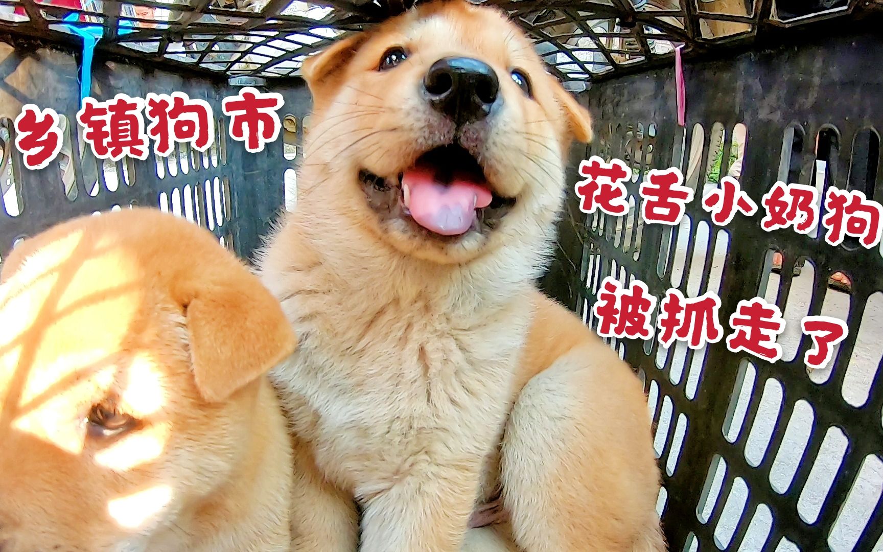 逛广西乡镇狗市,两只花舌田园犬叫得最凶,刚拿出来就被人买走了