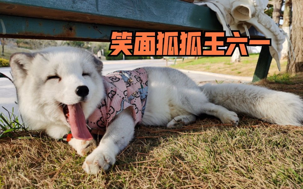 一支给你的视频 给陪伴我5年的小狐狸王六一