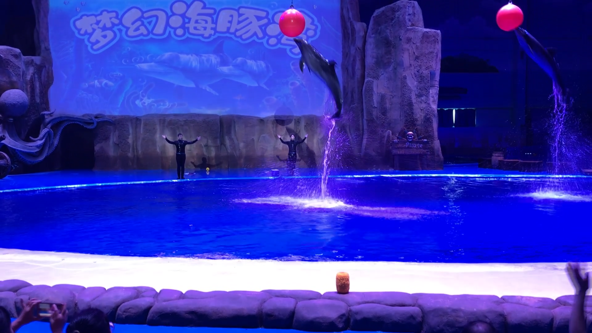 2分钟能干什么?带你看一遍西安华夏文旅海洋馆的海豚表演