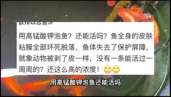 面对鱼友的质疑，高锰酸钾给鱼做春季双杀，可不可行！