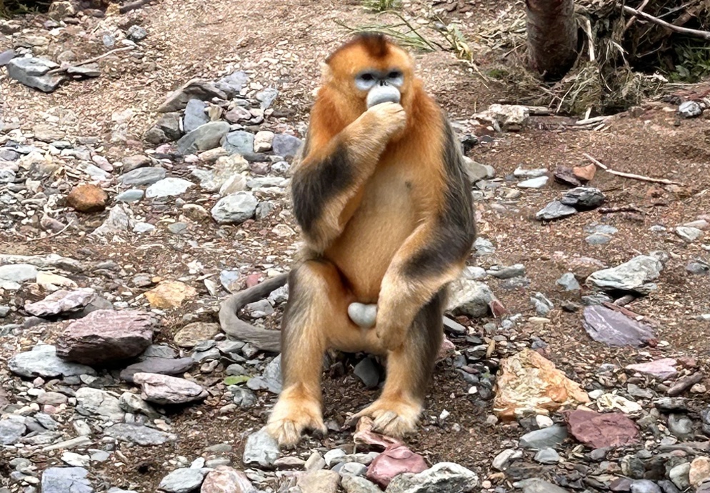 一只亚成年的川金丝猴在西边坐着