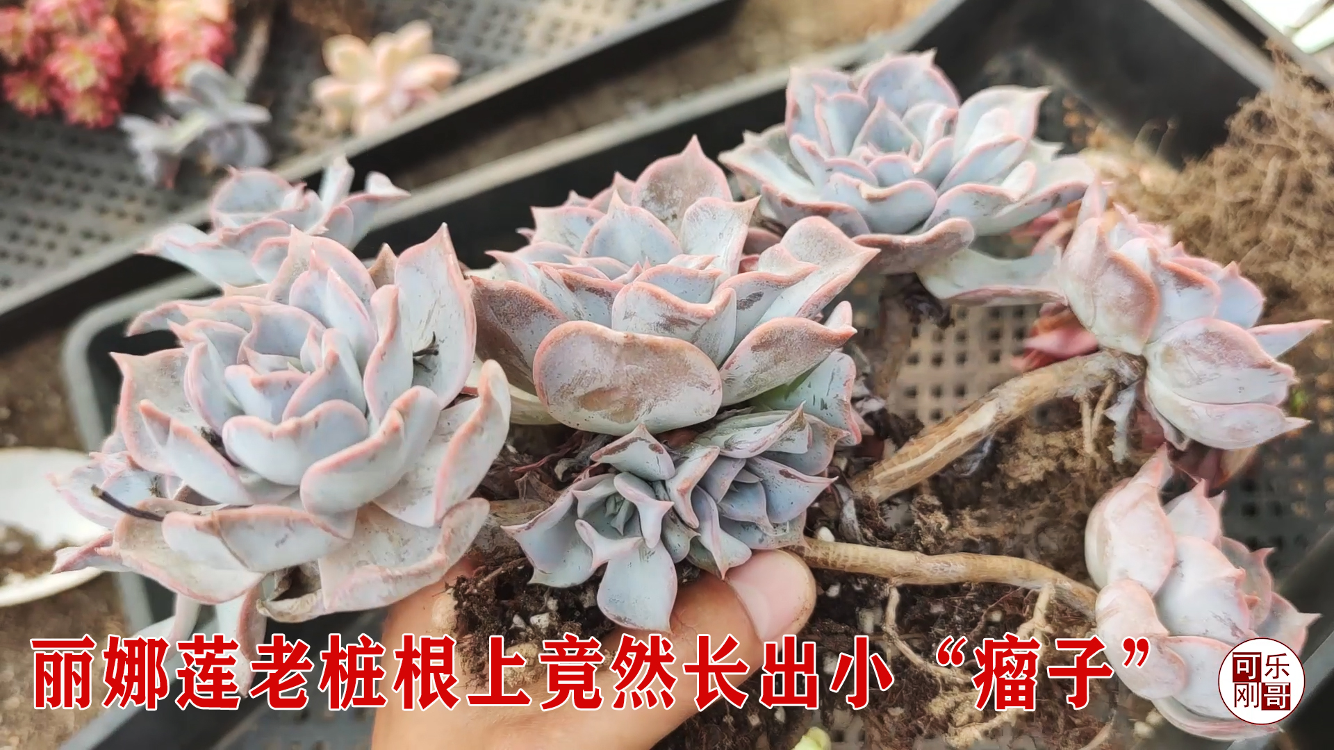 丽娜莲多肉老桩根上竟然长出小瘤子还生根了刚哥第一次见