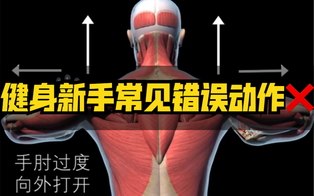 健身新手【3D肌肉图解】常见错误动作1、保证训练不受伤2、有效锻炼目标肌肉哔哩哔哩bilibili