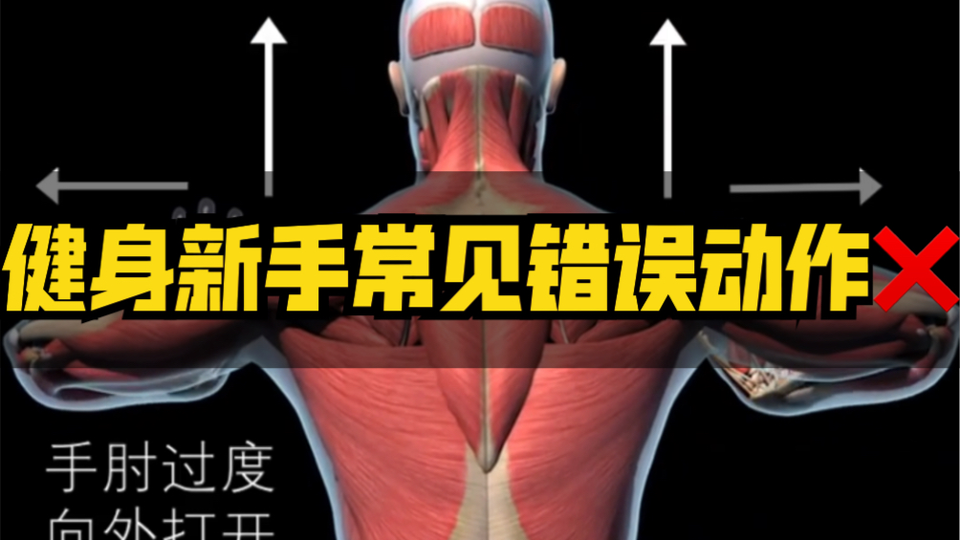 健身新手 3d肌肉图解 常见错误动作1 保证训练不受伤2 有效锻炼目标肌肉 哔哩哔哩 Bilibili