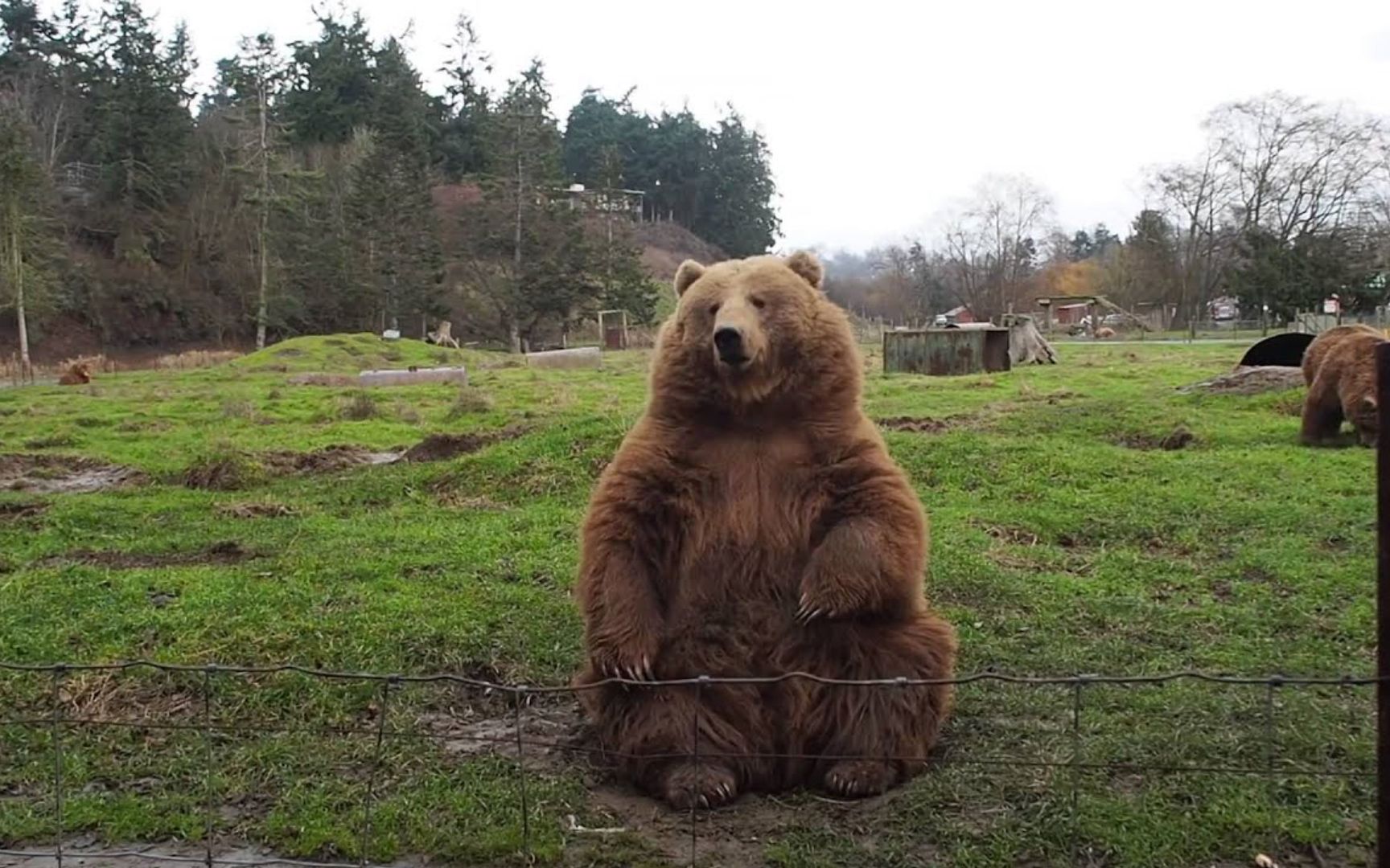棕熊空手接面包,还会挥手进行互动,棕熊:坐下,基本操作!