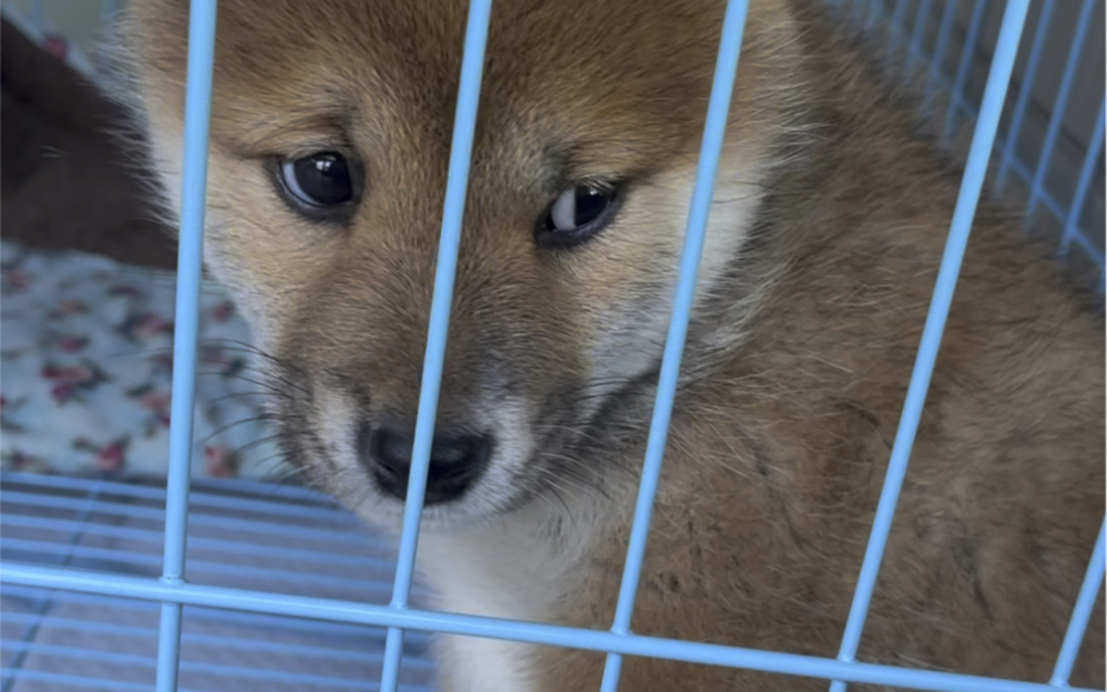 活动作品悲伤小狗 在线自闭