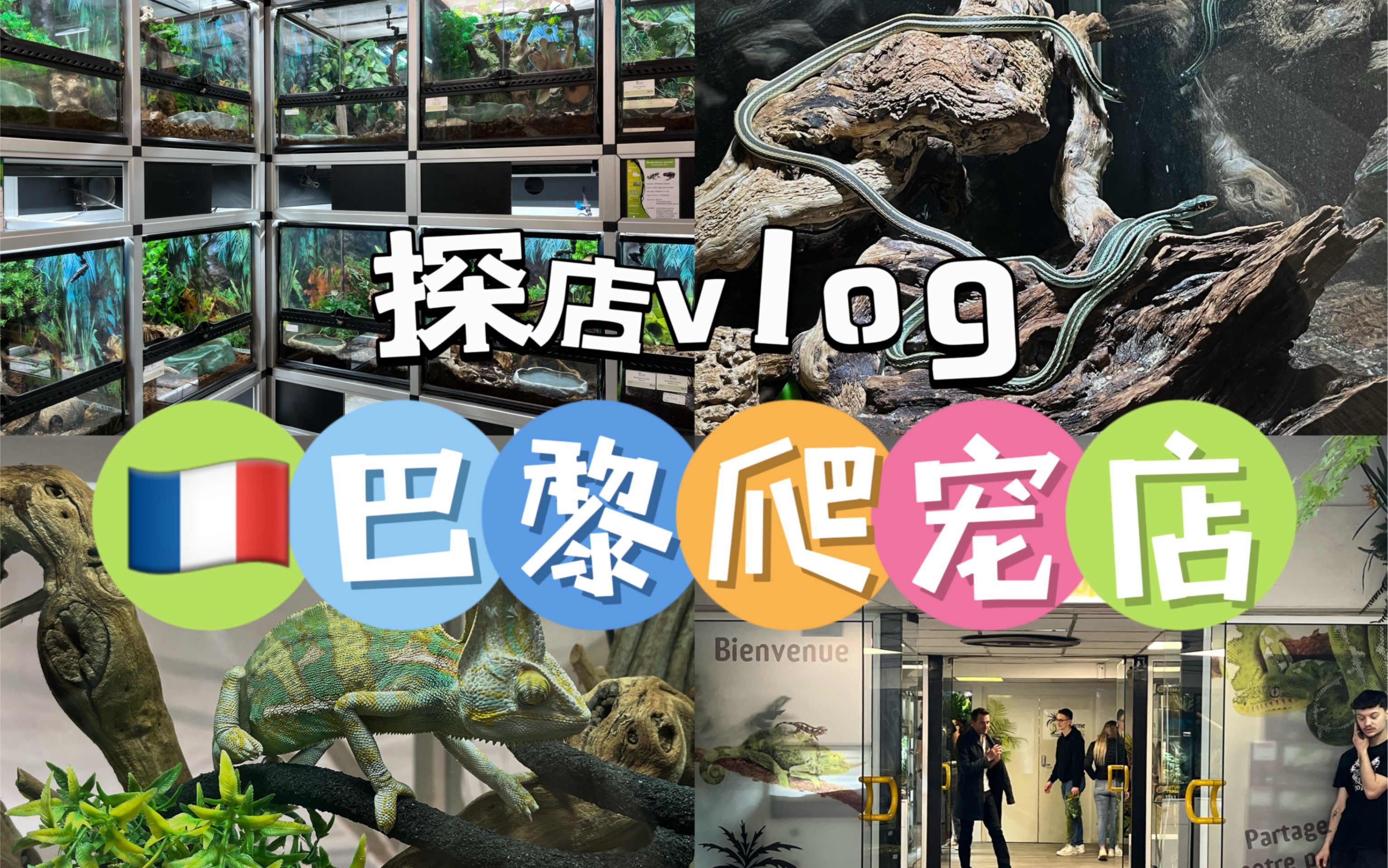 法国巴黎评分top1的爬宠店是啥样?3分钟带你一起逛