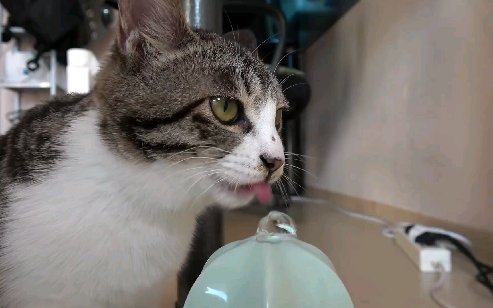 【南猫】喵咪舔水(咕咚咕咚 适合观看 不建议睡眠食用) amsr_哔哩哔哩