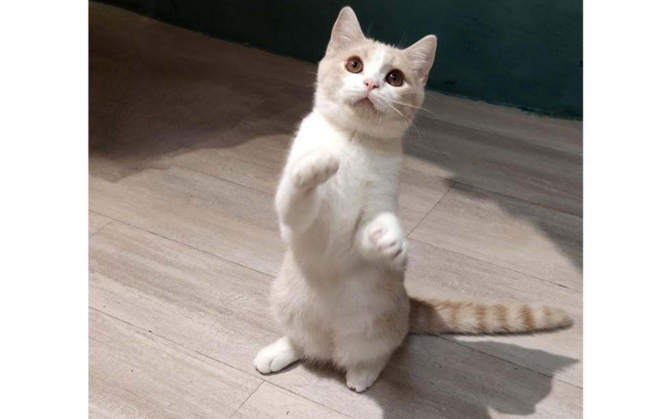 喵喵喵,灵活猫爪功~ 嗷呜