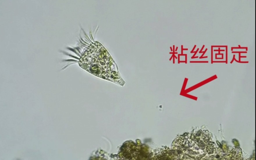 旋回侠盗虫3(20x-40x物镜)