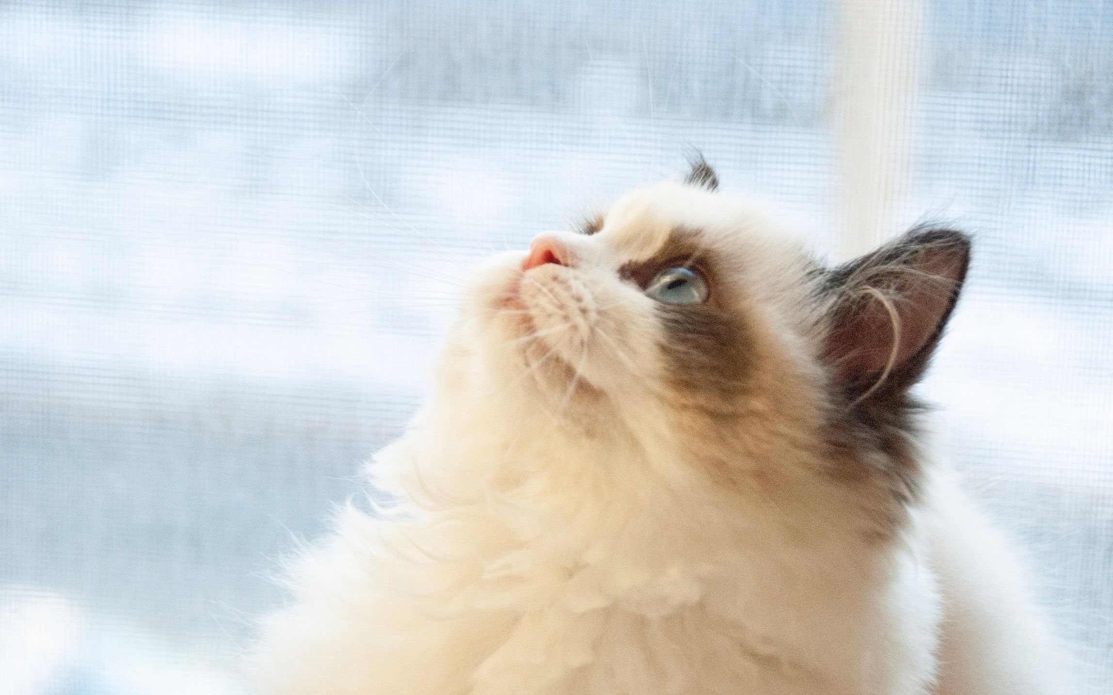 布偶猫千粉图集来了欣赏布偶猫的盛世美颜