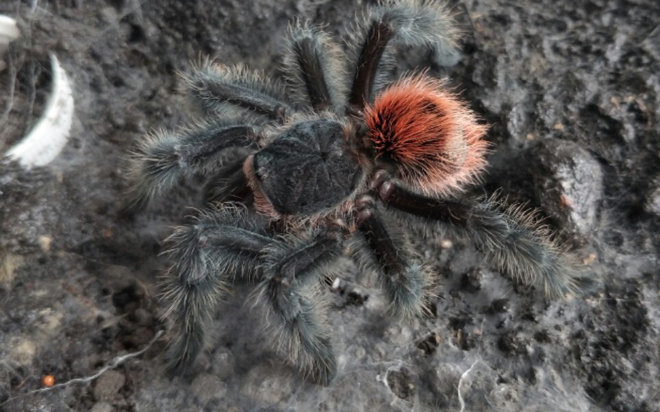 巴西巨人红尾 grammostola iheringi