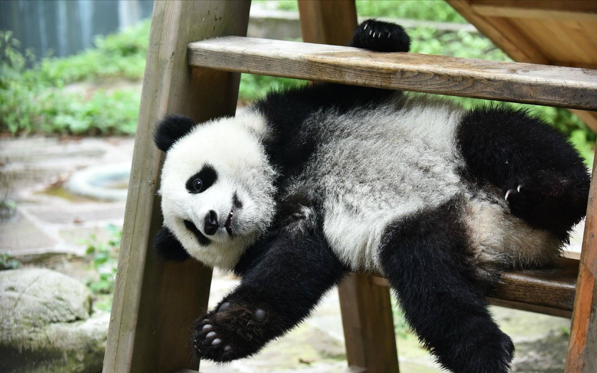 09.20- 大熊猫乔伊乔良>看起来小小只的,滚起来还挺快的.