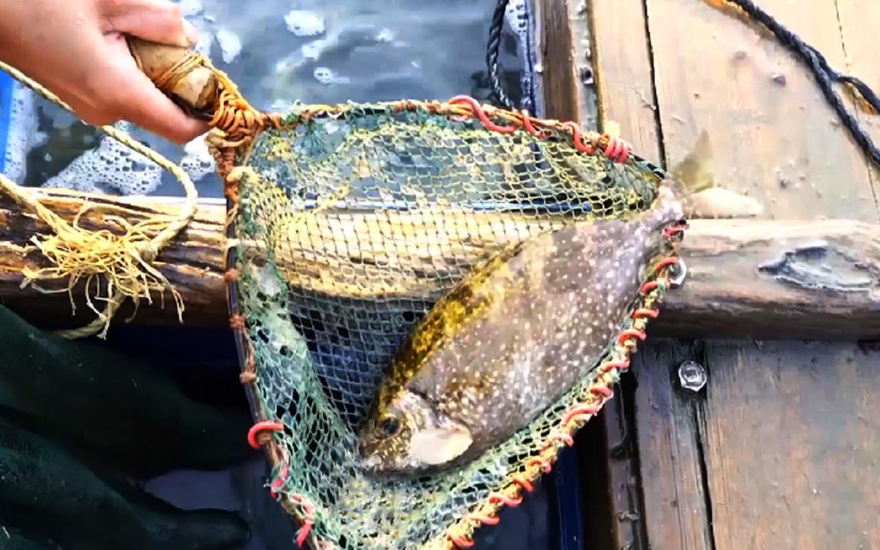 阿兴带老婆出海抓到超大超肥的泥猛鱼这么大的泥猛内海很少见