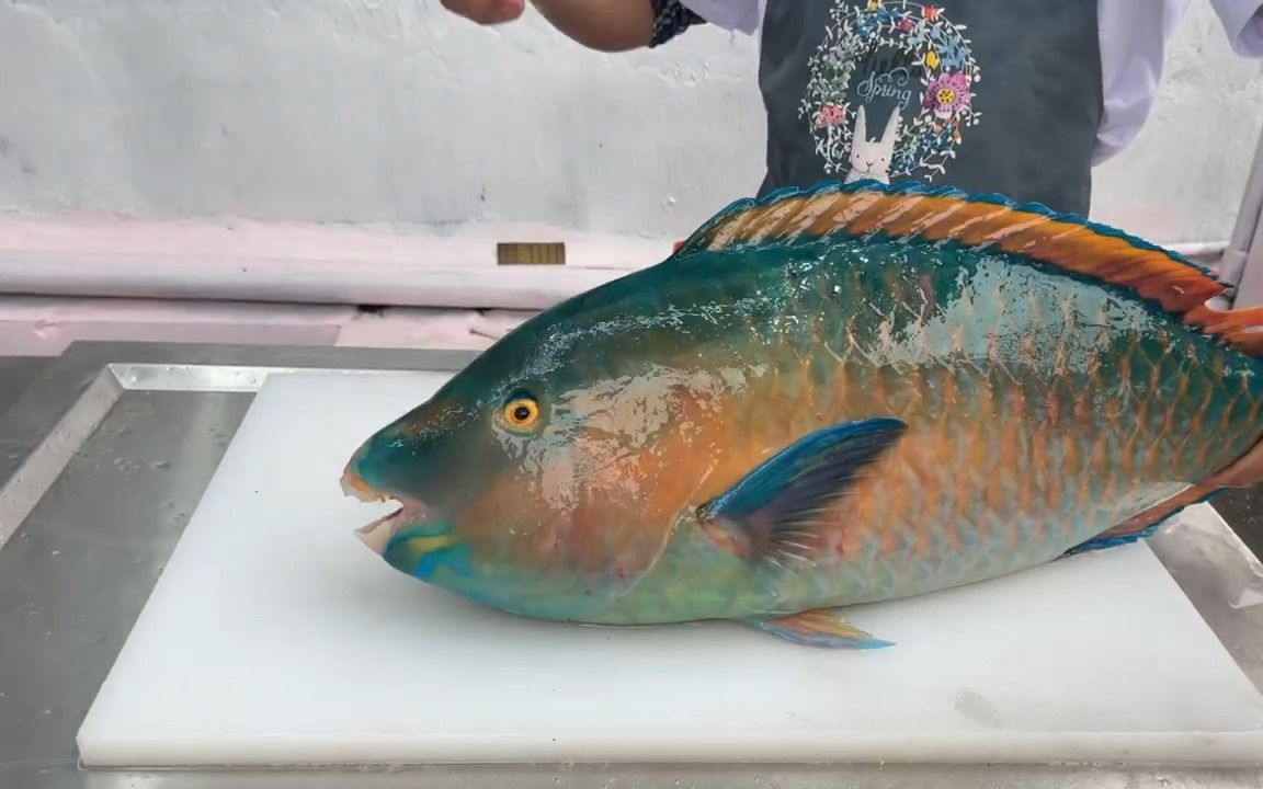 来围观烹饪6公斤重的绿鹦鹉鱼咯!超美的深海鱼