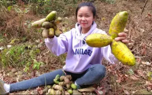 Скачать видео: 山里的野果成熟了，这么大的真少见，媳妇越摘越兴奋，吃起来超甜