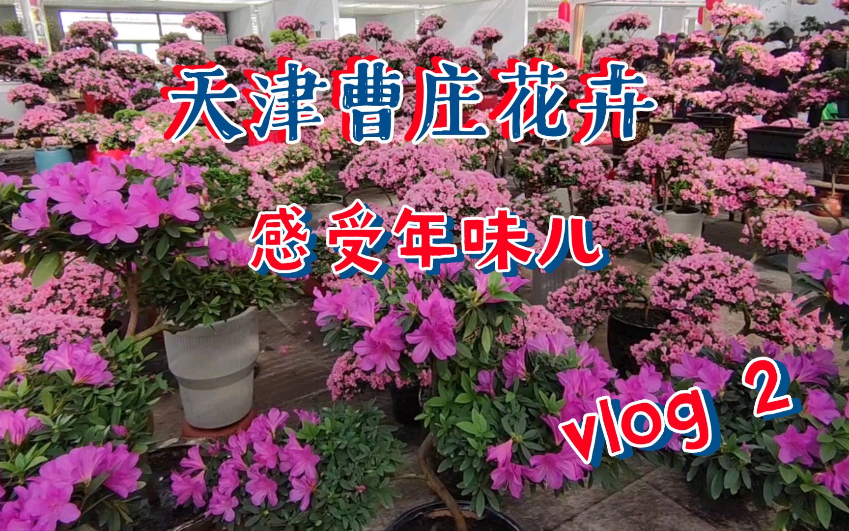 [图]天津曹庄花卉市场感受年味-新年Volg2