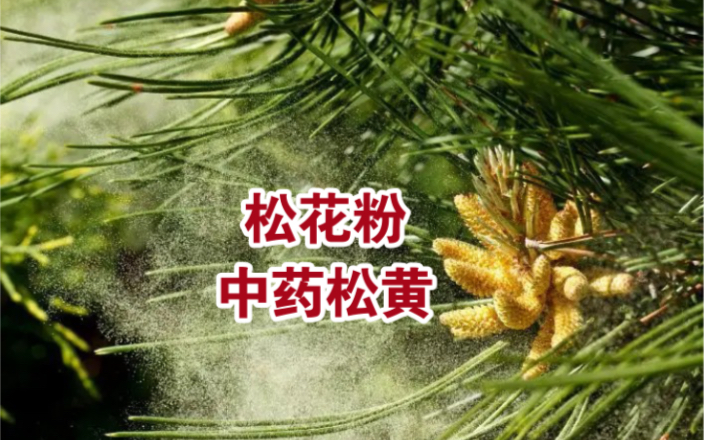 [图]会“冒烟”的植物：松花粉，又名松黄，没想到价值珍贵，可惜知道的人并不多，快看看你的身边有吗