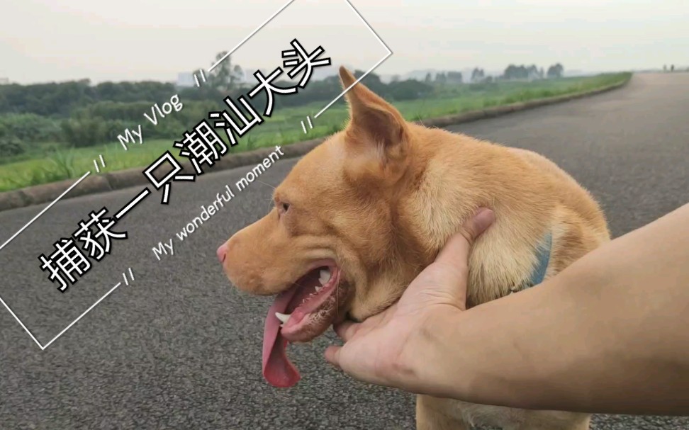 捕获一只潮汕大头犬哔哩哔哩bilibili