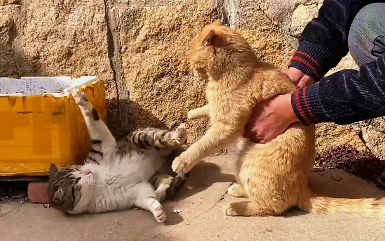 活动作品来人啊有人用猫杀猫啦