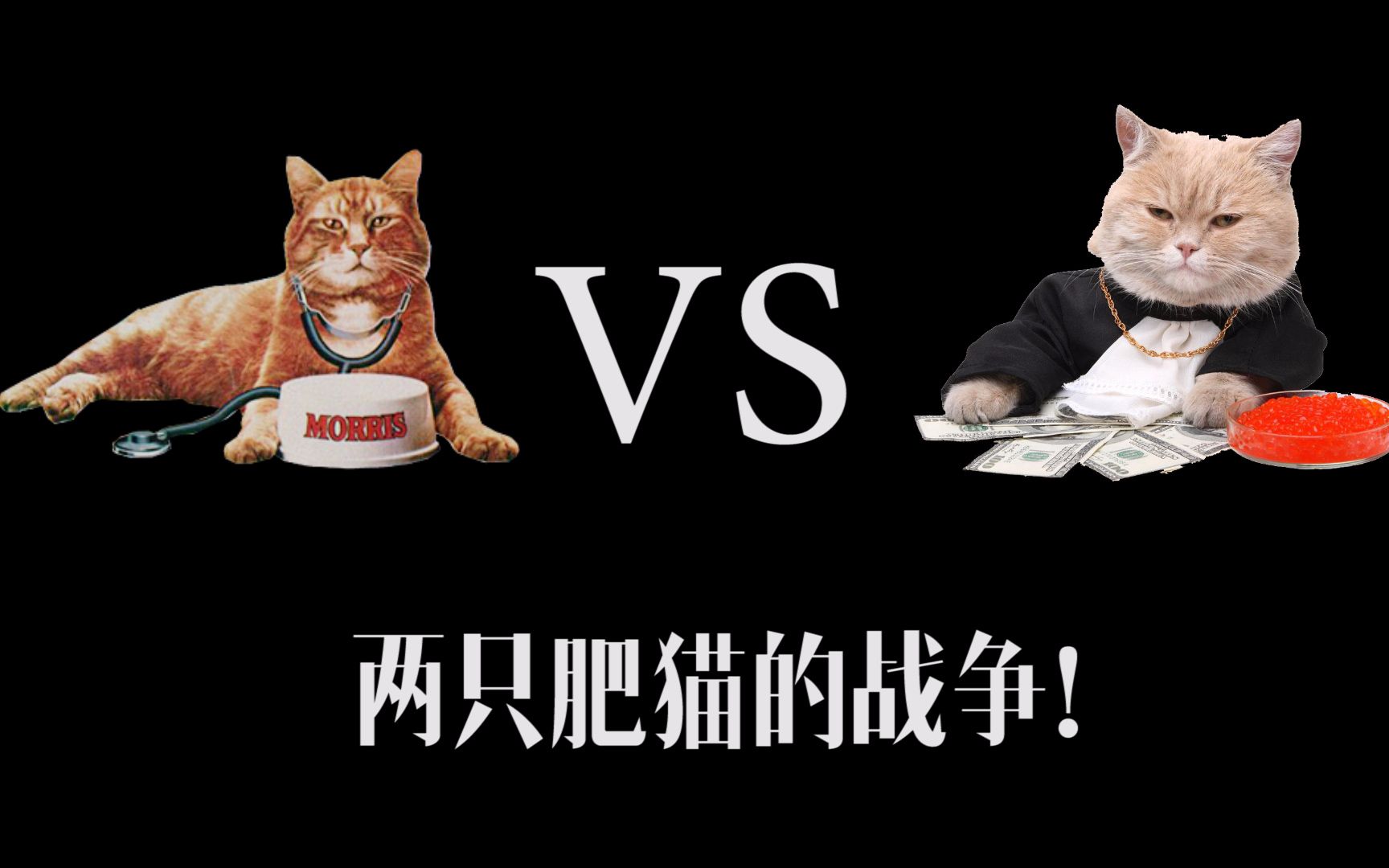 两只肥猫的战争:来啊,不服就干啊!