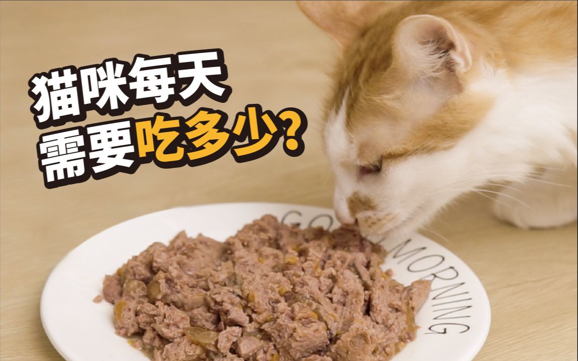 猫咪每天应该喂多少猫粮和罐头?如何计算猫咪每天的喂食量?哔哩哔哩bilibili