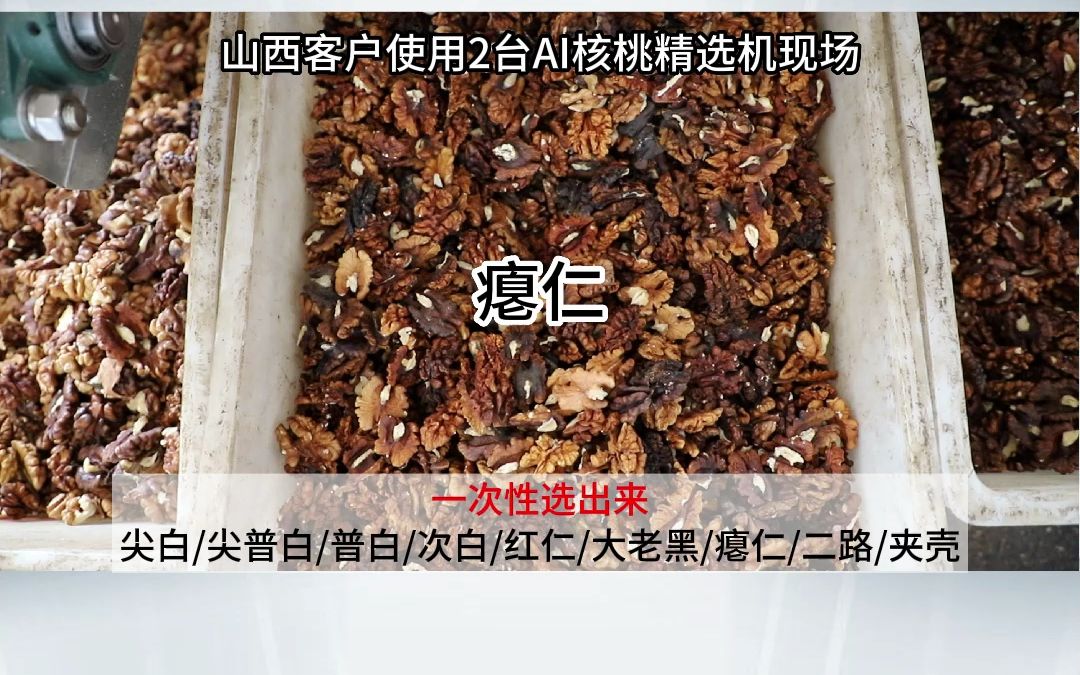 AI核桃精选机,核桃仁分级筛选,白二路三路次白普白深货黑仁高效等级分选哔哩哔哩bilibili