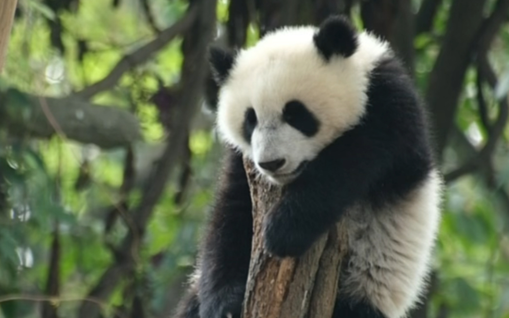 挂树小熊|大熊猫家欣