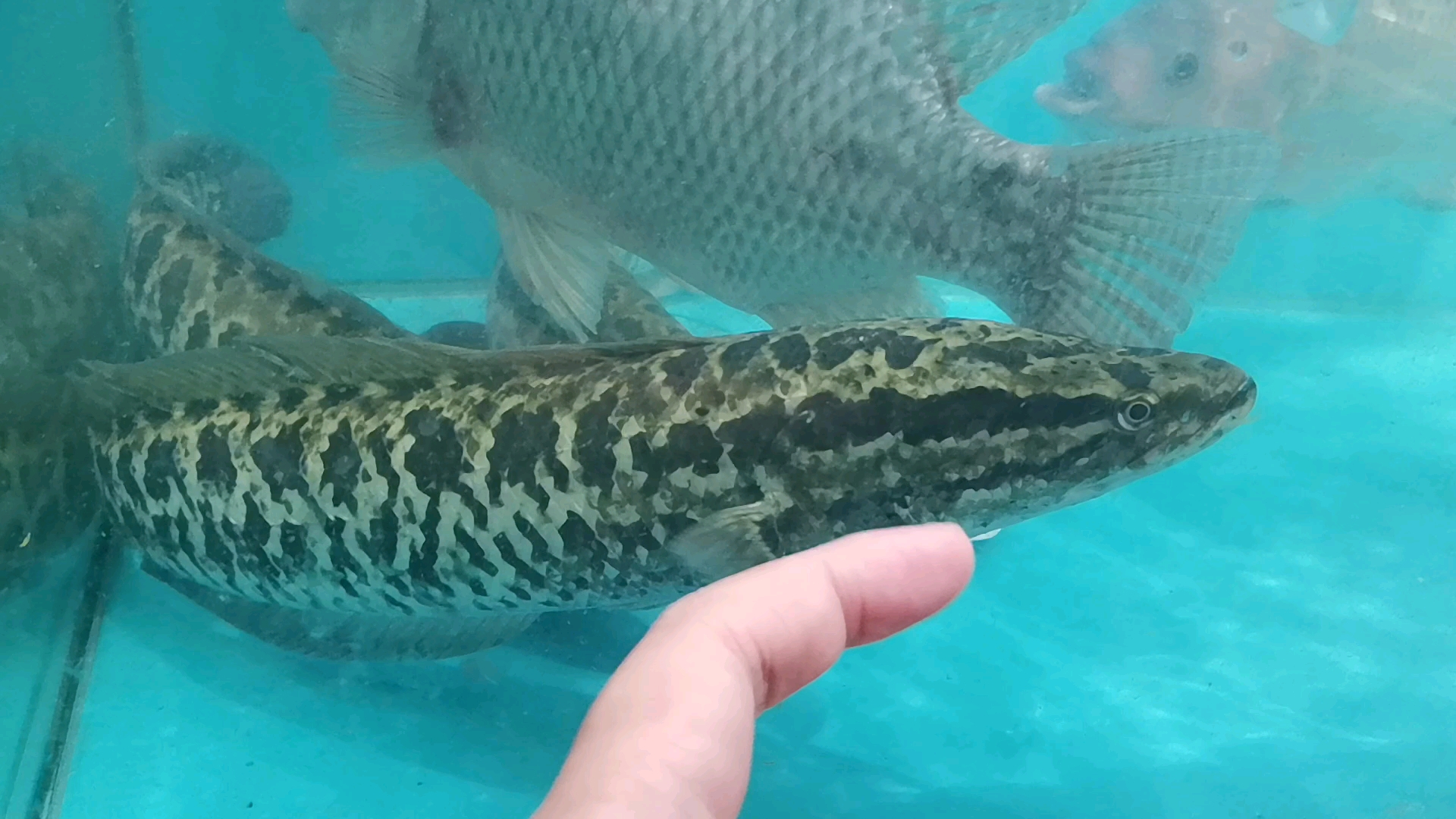 超市里的杂交鳢_哔哩哔哩_bilibili