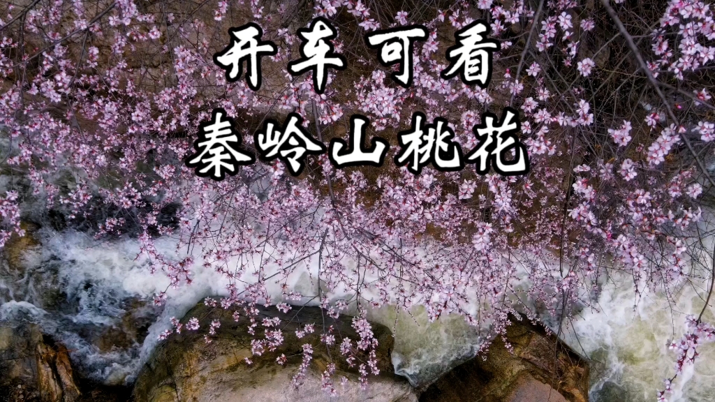 本周开车可看秦岭山桃花和瀑布群,导航“九灞路”,5公里长风景哔哩哔哩bilibili