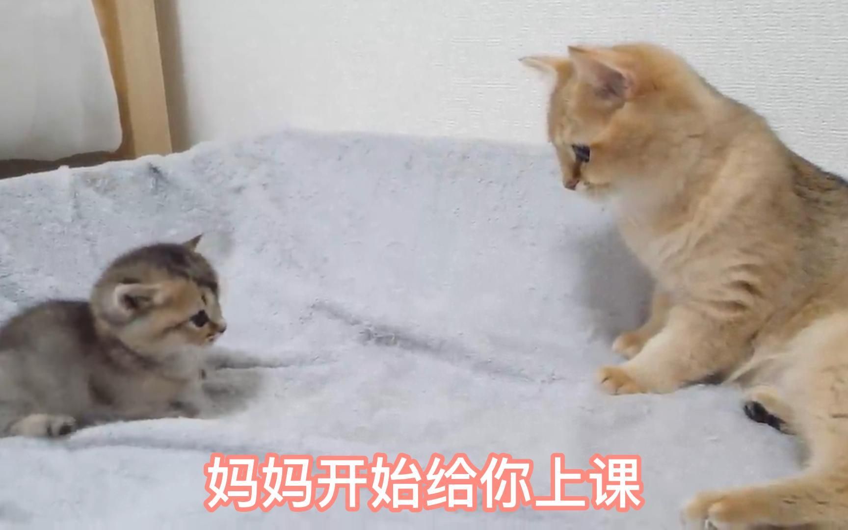 猫咪妈妈和宝宝哔哩哔哩bilibili